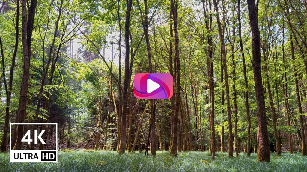 4K-Rejuvenating-Nature-Retreat-into-Bavarias-Woods-Forest-Bird-Sounds-for-Mental-Recovery-and-Rest-Sleep-Study-Work-Relax-Relaxing-Relaxation-Stress-Relief-Calming-Soothing-Babies