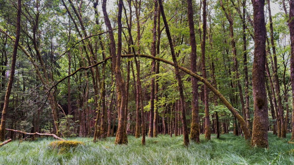 4K-Rejuvenating-Nature-Retreat-into-Bavarias-Woods-Forest-Bird-Sounds-for-Mental-Recovery-and-Rest-Sleep-Study-Work-Relax-Relaxing-Relaxation-Stress-Relief-Calming-Soothing-Babies-3