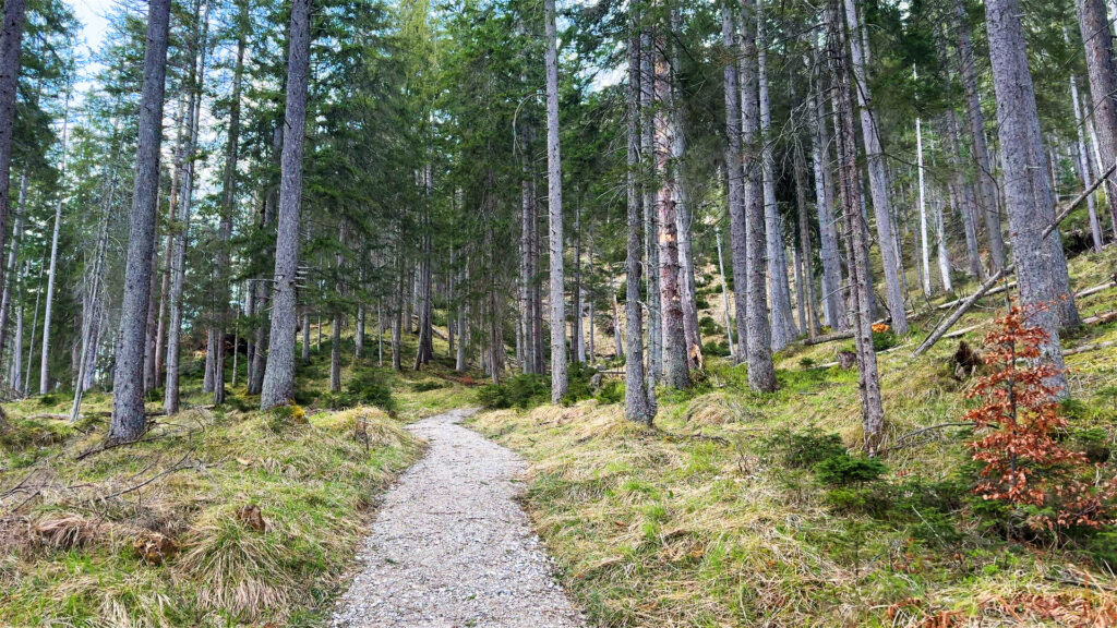 Virtual-Walking-on-Natures-Trails-in-4K-Hiking-in-Alpine-Mountains-Immersive-Alps-Tour-in-Bavaria-Hike-Walk-Adventure-Scenic-Natural-Sounds-Forest-Birds-Trees-Scenery-Relaxing-Outdoor-2