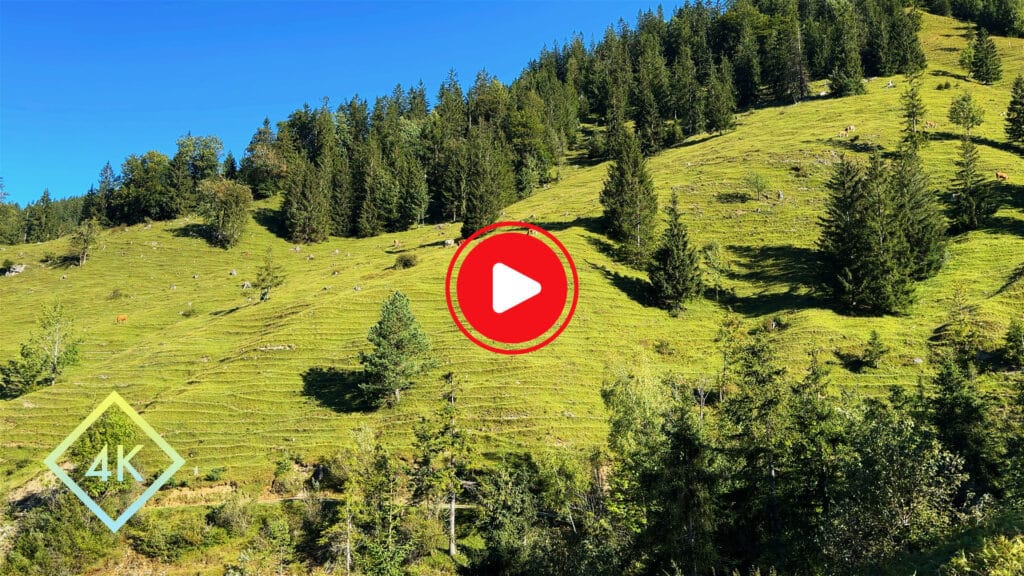 Calming Morning Birdsong and Cowbell Sounds for Relaxation - Mountain Pasture Nature Ambience - Homepage Thumbnail V2