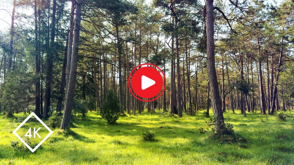 Relaxing Birdsong Forest Sounds for Sleeping and Stress Relief - Calming Nature Ambience - Thumbnail Homepage