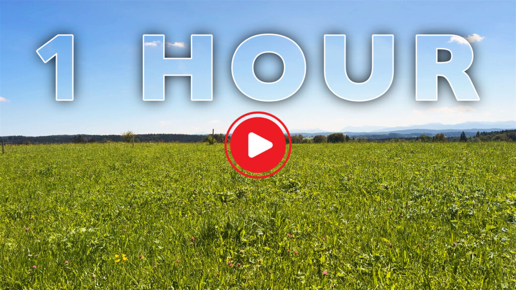 HQ SOUND of a SUMMER FIELD - Sleep, Study, Relaxation, Meditation (4K) - Homepage Thumbnail V1